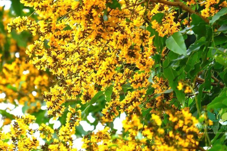 Vijaysar (Pterocarpus marsupium)
