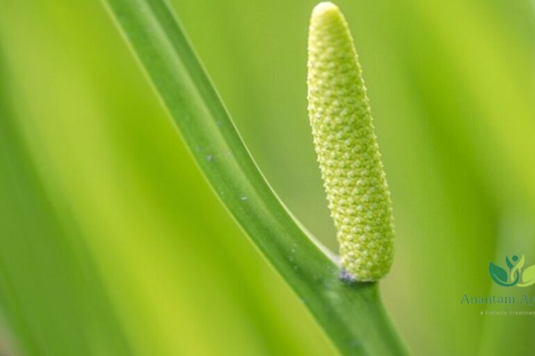 Vacha (Acorus calamus)