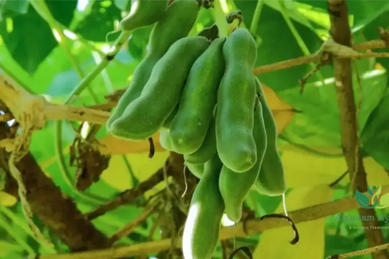 Kaunch Beej Kapikacchu (Mucuna pruriens)