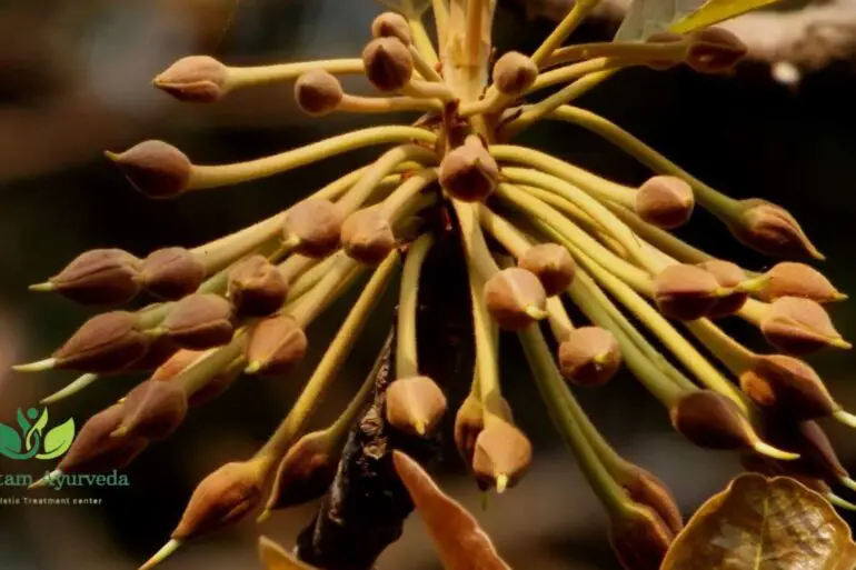 Madhuca (Madhuca longifolia)