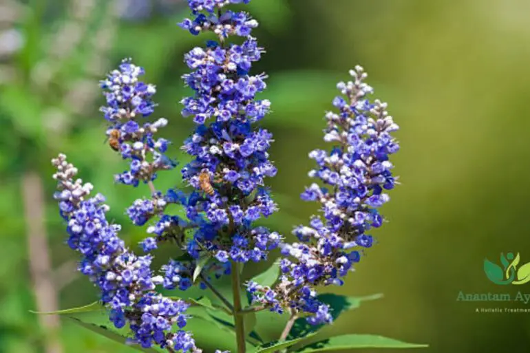 Vitex negundo
