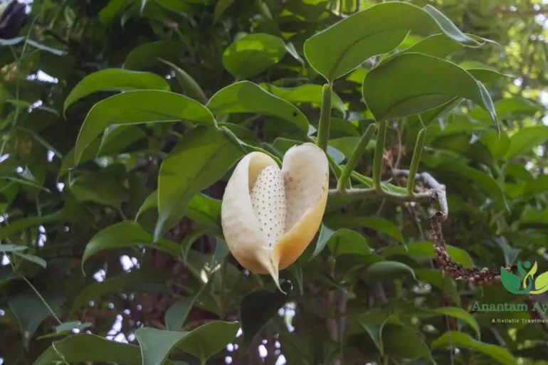 GajaPippali (Scindapsus officinalis)
