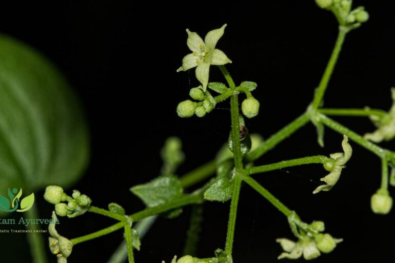 Manjistha (Rubia cordifolia)