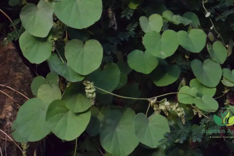 Patha (Cissampelos Pareira)