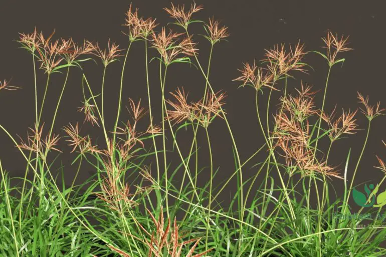 Nagarmotha (Cyperus rotundus)