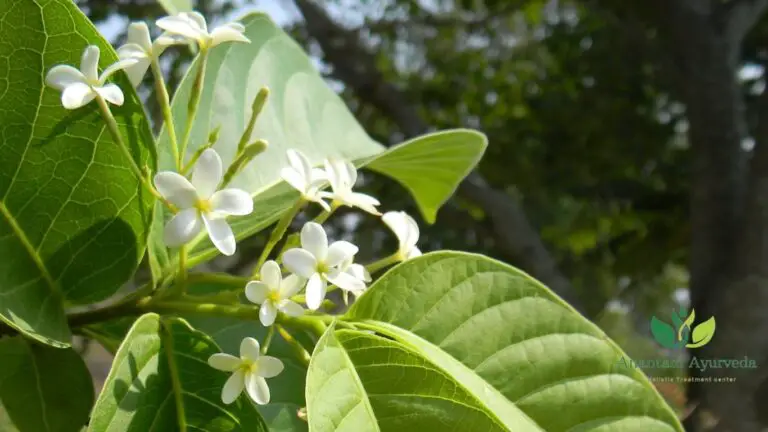 Kutaj Holarrhena Antidysenterica Uses In Diarrhea Or Dysentery 