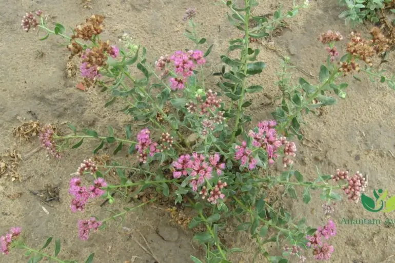 Rasna (Pluchea lanceolata)