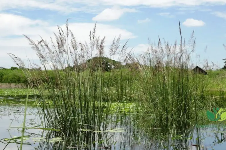 Ushir (Vetiveria Zizanioides)