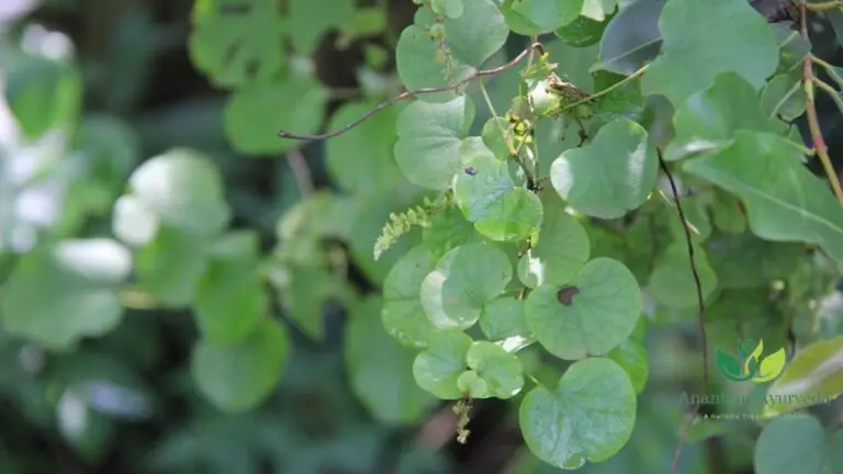 Patha (Cissampelos Pareira): Patha Benefits - Anantam Ayurveda