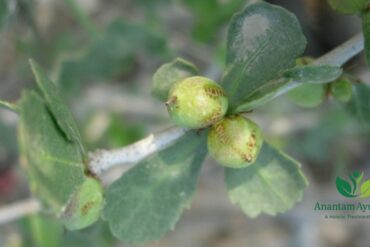 Guggul (Commiphora mukul)