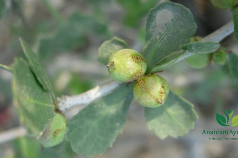 Guggul (Commiphora mukul)