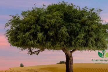 Shami Tree (Prosopis cineraria)