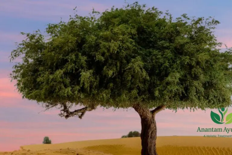Shami Tree (Prosopis cineraria)